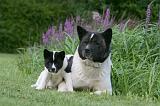 AKITA AMERICAIN 518